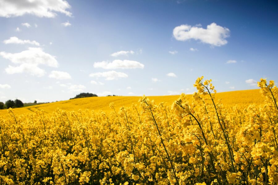 Rapsfeld in Blüte mit blauem Himmel