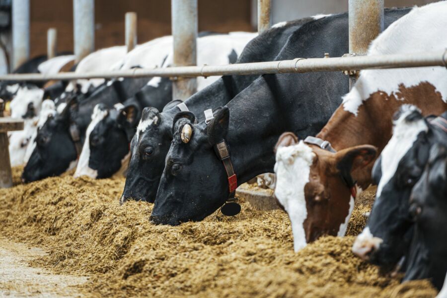 Kühe im Stall mit Futter - Rapskuchen